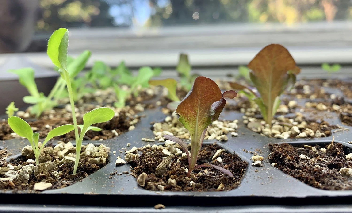 置物 Salad Days Russian Salad Vegetable Mix – Diaita Foods